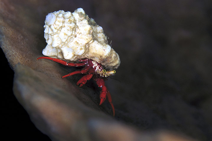 St Kitts wildlife: Hermit crabA red hermit crab feeds at night on Paradise Reef, in Old Road 