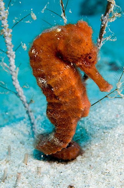 St Kitts wildlife: Longsnout seahorseThese rare, magical sea creatures have been seen in seve