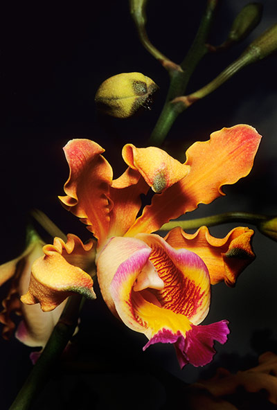 St Kitts wildlife: <strong>Orchid</strong><br></br>St Kitts is particularly rich in orchids. 