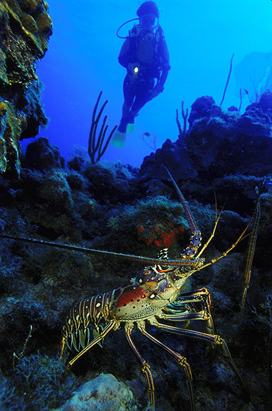 St Kitts wildlife: <strong>Spiny lobster</strong><br></br>A Caribbean spiny lobster emerges a