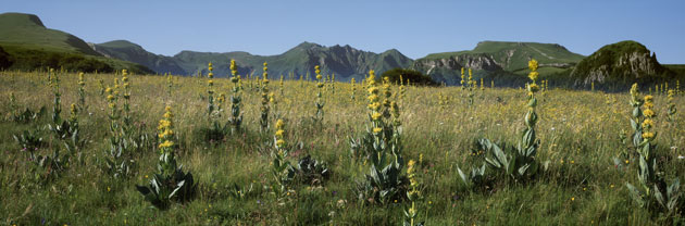 France The Panoramas: France The Panoramas: Gentians, Mont-Dore