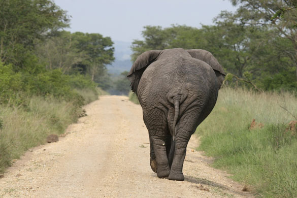 Been there photo comp Nov: An elephant on a road