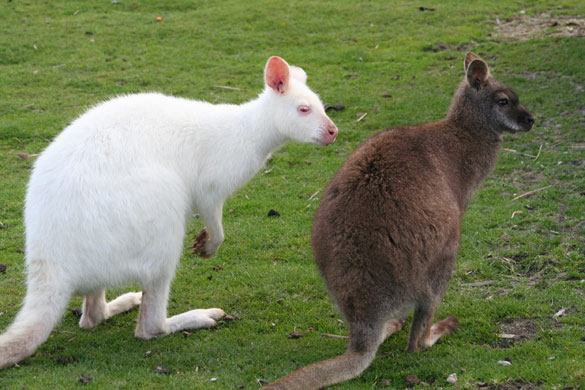 Been there photo comp: Albino kangaroo