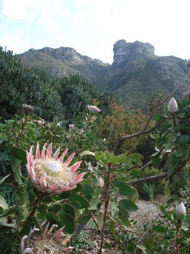 South Africa reader pics: King Protea flower