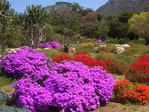 South Africa reader pics: Kirstenbosch