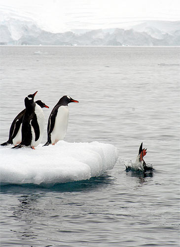 Pictures of the year: Penguins, Antarctica
