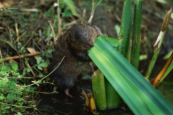 Wildlife in Britain: Adult water vole 