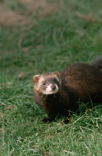 Wildlife in Britain: Polecat, Wales