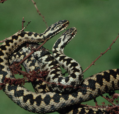 Wildlife in Britain: Male adders, England