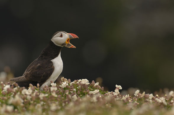 Wildlife in Britain: Atlantic puffin, Skomer Island, Wales