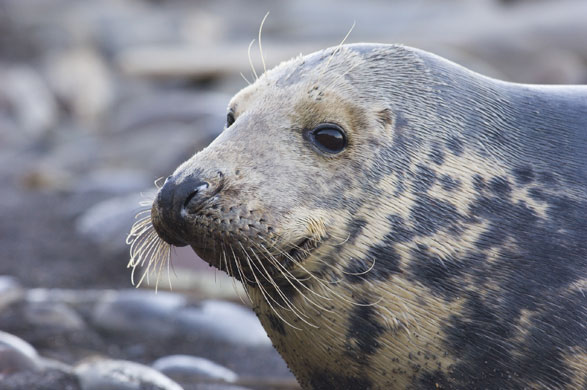 Wildlife in Britain: Seal, Scotland