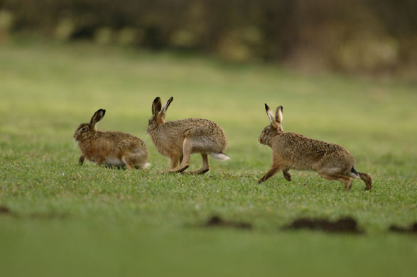 Wildlife in Britain: Brown hares