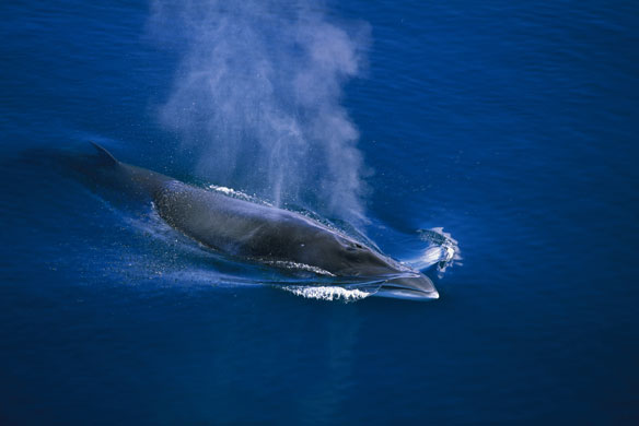 WIldlife in Britain: Minke whale surfacing