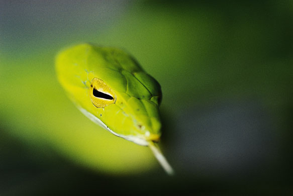 Mattias Klum gallery: Green whipsnake, Danum Valley, Borneo