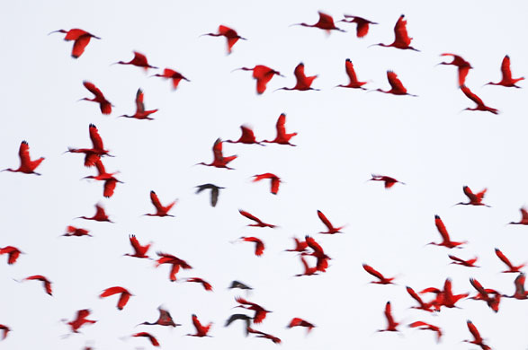 Mattias Klum gallery: Red Ibises, Venezuela