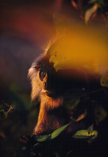 Mattias Klum gallery: Silverleaf monkey, Danum Valley, Borneo