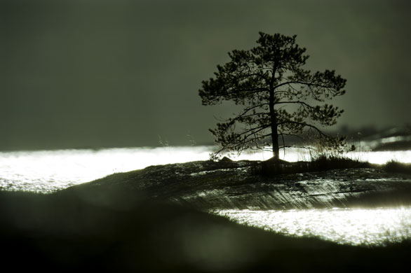 Mattias Klum gallery: Pine tree, Stockholm archipelago, Sweden