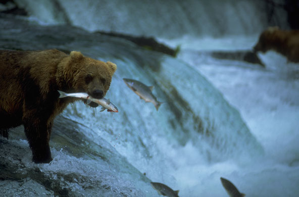 US National Parks: Katmai National Park, Alaska, USA