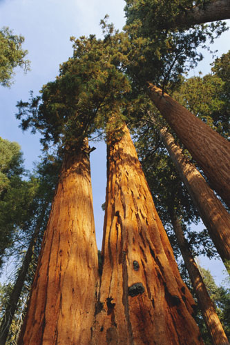 US National Parks: Giant sequoia tree, Sequoia National Park, California, USA, North America