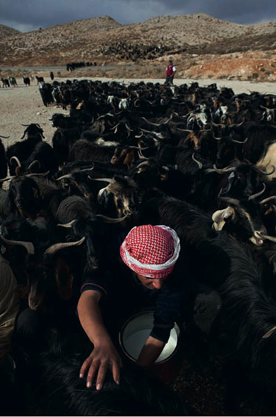 Lebenon: Goatherds, Lebanon