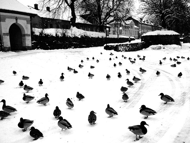 Been there comp Nov 2010: Crowds: Ducks, Gamlebyen, Norway