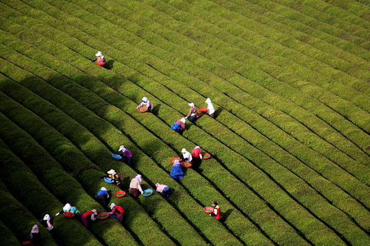 Been there Flickr Nov 10: Green tea farmers, Korea