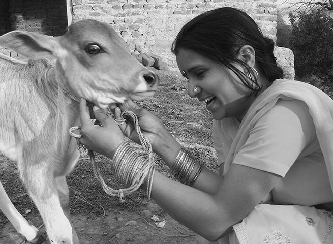 Been there comp Dec 2010: Sumna and calf, India