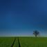 been there march: Tree in a field, Essex