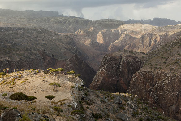 Travelling Light: Dixsam, Island of Socotra, Yemen by Philip Lee Harvey