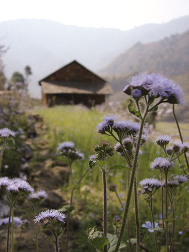 Been there comp June 2010: Langtang national park, Nepal