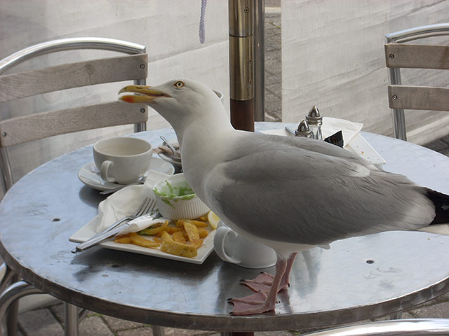 Been there July 2010: Seagull at lunch