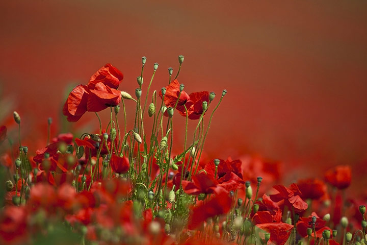 Been there July 2010: Poppy field in Bewdley, Worcestershire