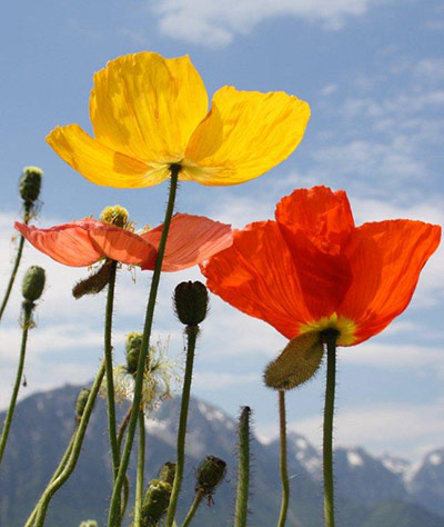 Been there July 2010: Summer flowers and French Alps