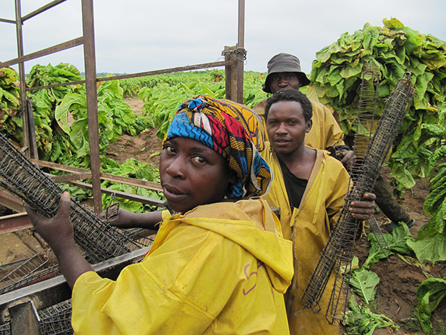 August Been there comp: Tobacco reapers in Zambia