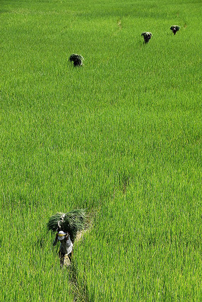 Been there: green: Green: rice paddies, Nepal