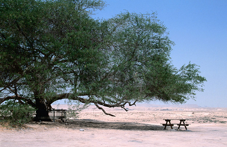 viewfinder: tree