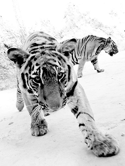 Been There February Comp: David Nicholls, tiger