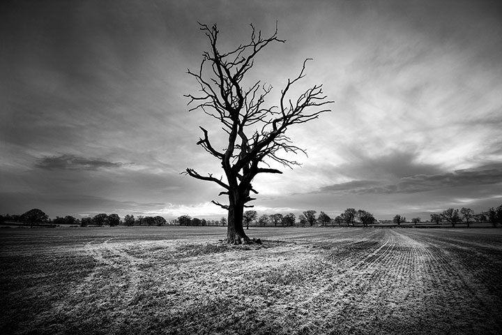 Been There February Comp: James Drury, tree