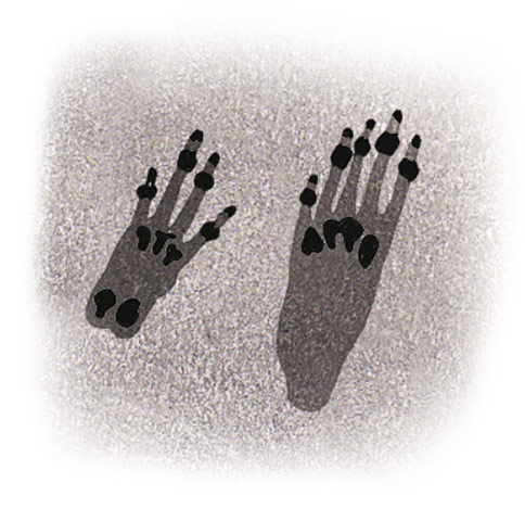 Spotters guide tracks: Squirrel