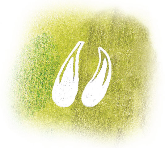 Spotters guide tracks: Deer