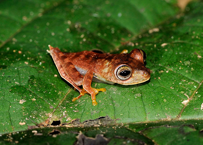 viewfinder: frog