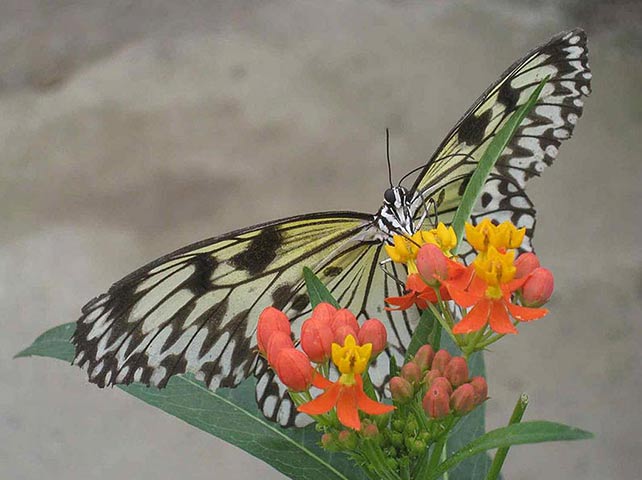 BT Flickr group Oct 2012: Butterfly World Project. St Albans, Herts, UK