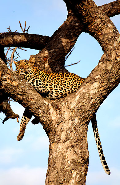 Ngala South Africa: Leopard in Ngala, South Africa Laura Cook