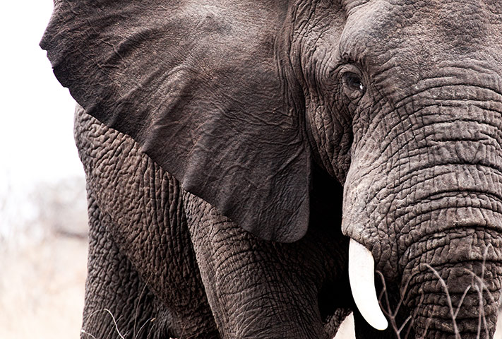 Ngala South Africa: Elephant in Ngala, South Africa