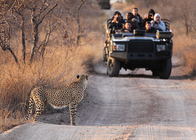Ngala South Africa: Guests at Ngala get up close to a cheetah