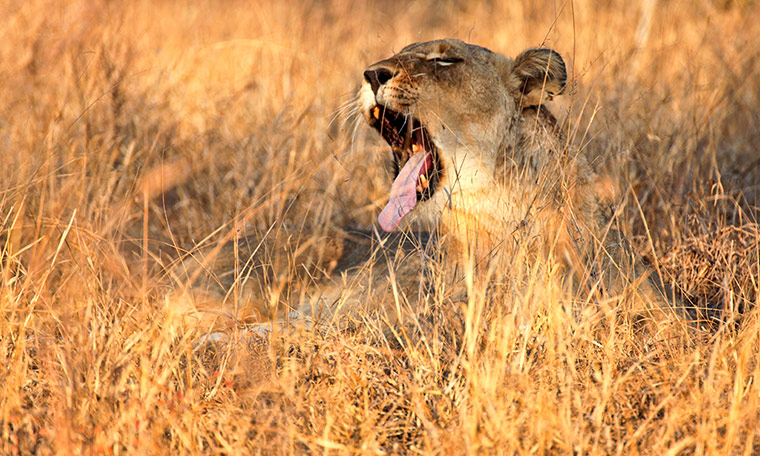 Ngala South Africa: Lion in Ngala, South Africa