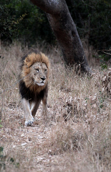 Ngala South Africa: Male lion, Ngala, South Africa