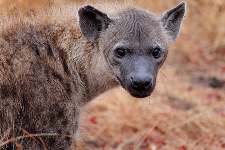 Ngala South Africa: Hyena at Ngala, South Africa