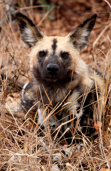 Ngala South Africa: Rare African wild dog in Ngala, South Africa