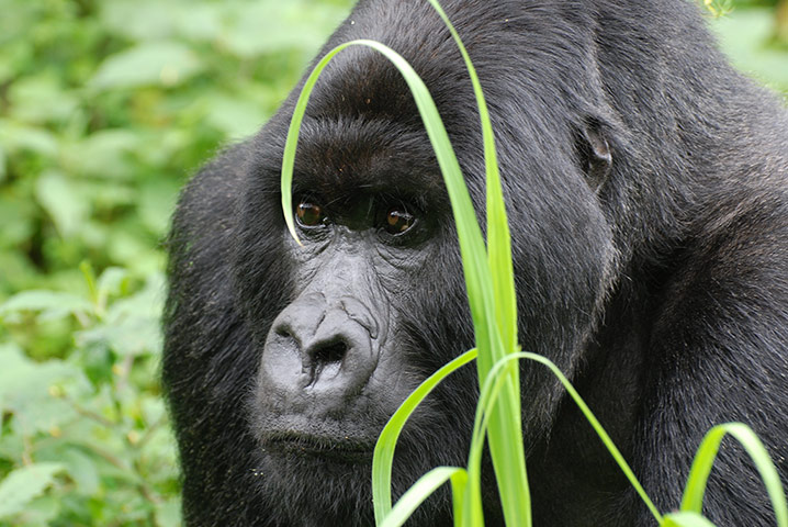 Gorillas: Gorilla in Rwanda